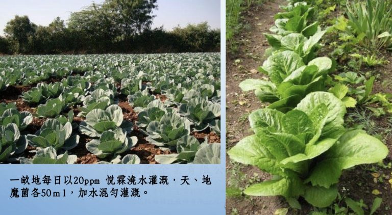 邁阿密的貧瘠硬土改良與農作物耕種