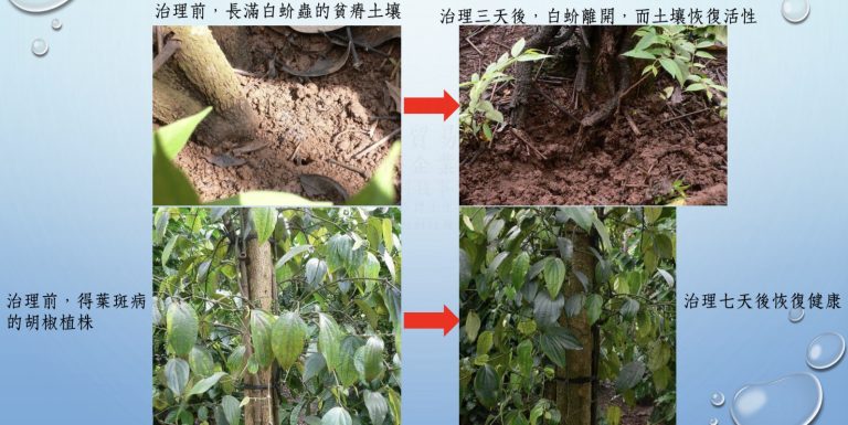 越南胡椒樹病蟲害治理與土壤恢復