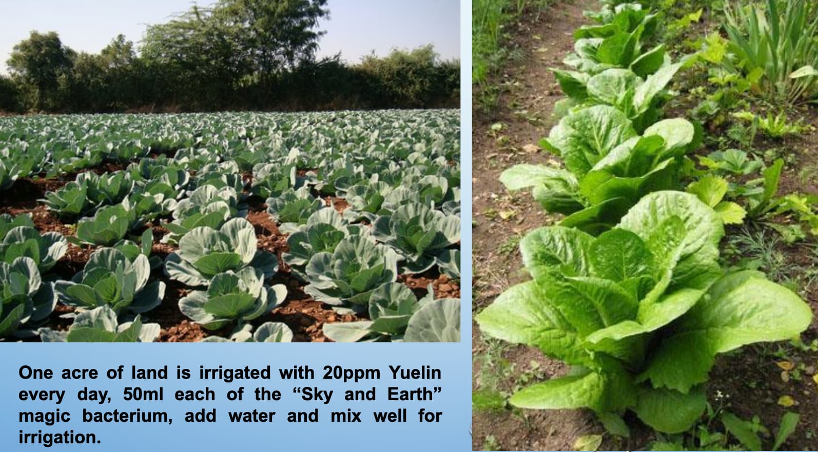 邁阿密的貧瘠硬土改良與農作物耕種