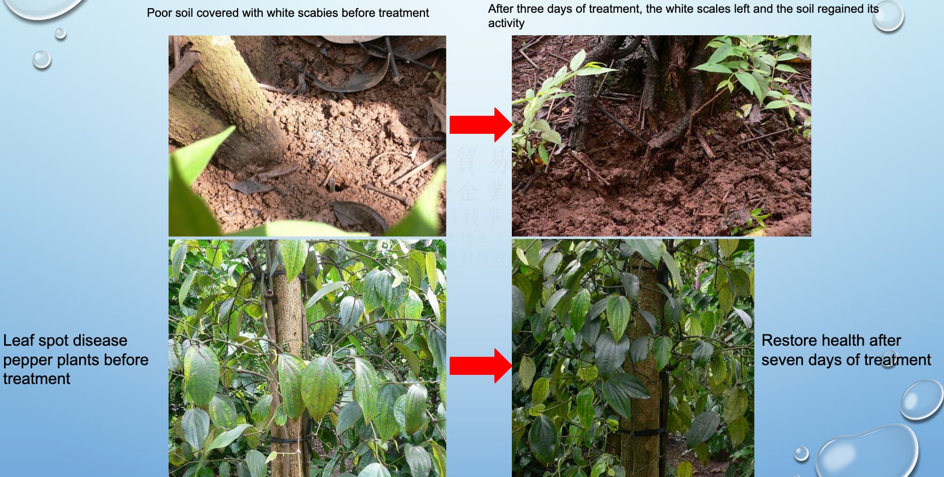 越南胡椒樹病蟲害治理與土壤恢復